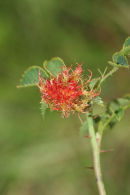 06-8875  Robin's Pincushon Gall on Dog Rose Caused by Gall Wasp (Diplopepis rosae)